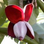 Musa balbisiana- Inflorescence