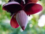 Musa balbisiana- Inflorescence