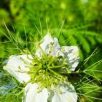 Nigella damascena - Détail d'une fleur blanche