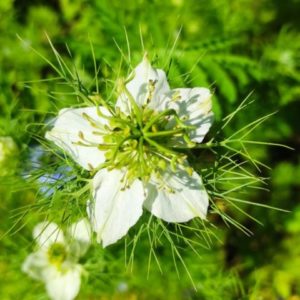 Nigella damascena - Détail d'une fleur blanche