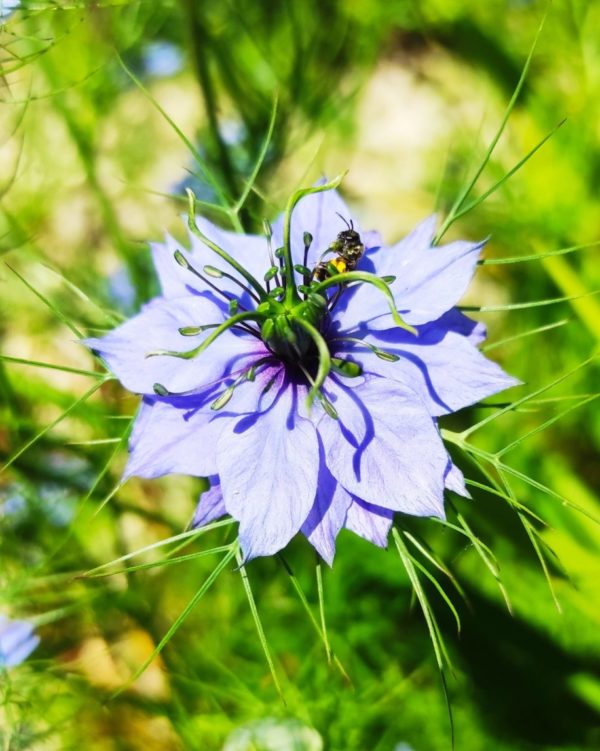 Nigella damascena - Détails d'une fleur bleue