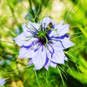 Nigella damascena - Détails d'une fleur bleue