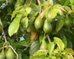 Persea americana - Fruits et feuilles