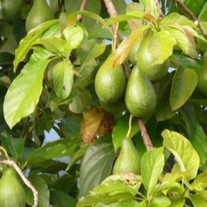 Persea americana - Fruits et feuilles