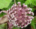 Petasites hybridus - Détails d'une fleur