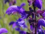 Salvia pratensis - Détails d'une fleur
