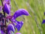 Fleurs de Salvia pratensis, Détails d'une fleur de Sauge commune, graines de Salvia pratensis, graines de Sauge commune
