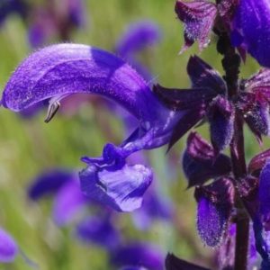 Salvia pratensis - Détails d'une fleur