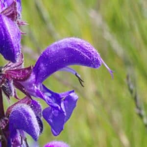 Fleurs de Salvia pratensis, Détails d'une fleur de Sauge commune, graines de Salvia pratensis, graines de Sauge commune