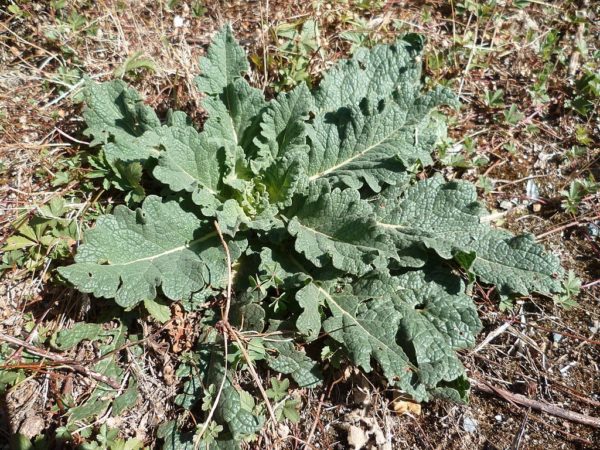 Salvia pratensis - Rosette de feuilles en milieu naturel