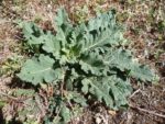 Salvia pratensis - Rosette de feuilles en milieu naturel