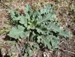 Feuilles de Salvia pratensis, Rosette de feuilles de Sauge commune, graines de Salvia pratensis, graines de Sauge commune