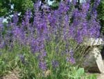 Fleurs de Salvia pratensis, Fleurs de Sauge commune, graines de Salvia pratensis, graines de Sauge commune