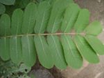 Senna alata - Détails d'une feuille