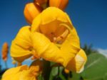 Senna alata - Détails d'une fleur