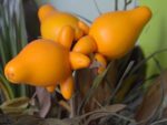 Solanum mammosum - En décoration