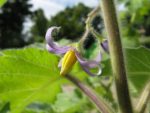 Solanum mammosum - Inflorescence