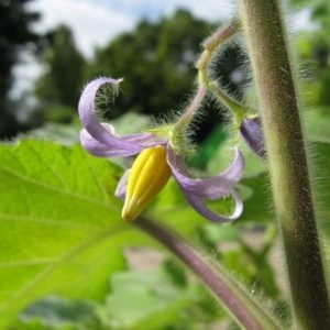 Solanum mammosum - Inflorescence