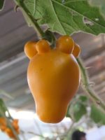 Solanum mammosum - Infrutescence