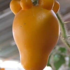 Solanum mammosum - Infrutescence