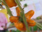 Solanum mammosum - Vue de derrière d'un fruit