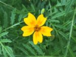 Tagetes tenuifolia - Détails d'une fleur