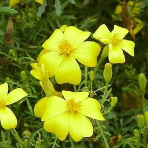 Tagetes tenuifolia - Fleurs
