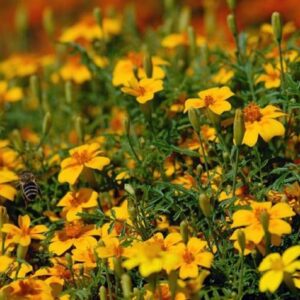 Tagetes tenuifolia - Inflorescence