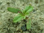 Tagetes tenuifolia - Semis
