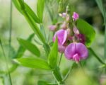 Vicia sativa - Détails d'une fleur