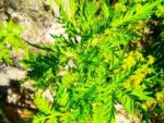 Plant d'Artemisia annua, graines artemisia annua, graines armoise annuelle, plants armoise annuelle