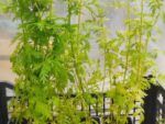 Plant d'Artemisia annua, graines artemisia annua, graines armoise annuelle, plants armoise annuelle