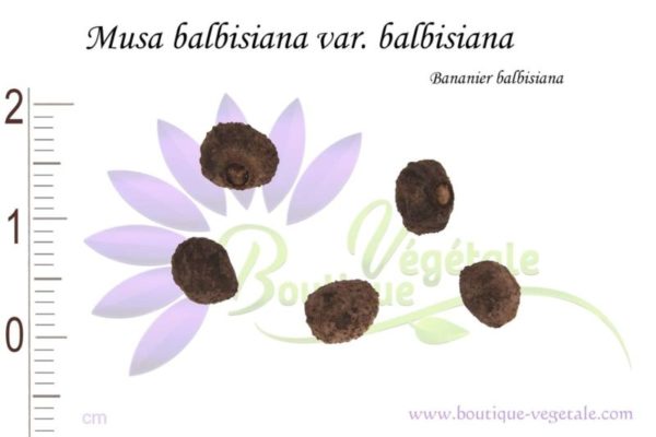 Graines de Musa balbisiana var. balbisiana - Musa balbisiana var. balbisiana seeds