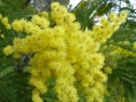 Acacia dealbata - Floraison