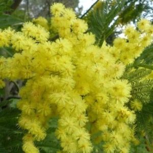 Acacia dealbata - Floraison