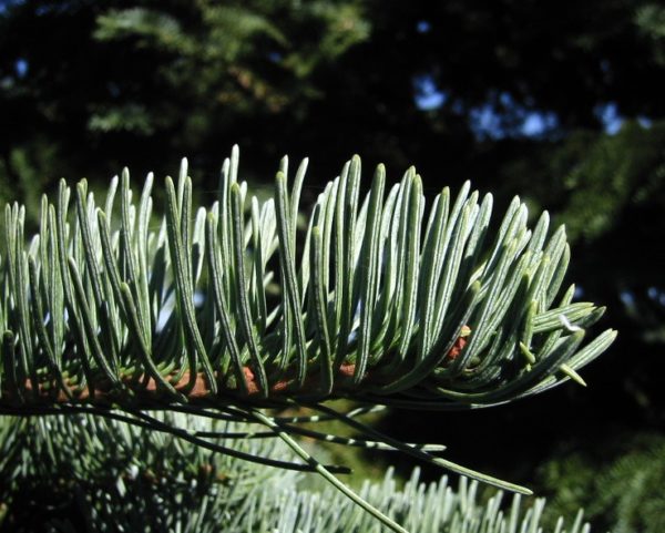 Abies magnifica - Feuillage