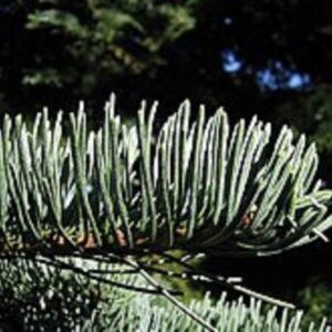 Abies magnifica - Feuillage