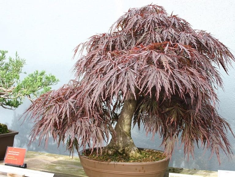 Graines D'Érable Du Japon Pourpre - Kit Cadeau Saflax | 20 Graines Acer Palmatum Atropurpureum + Instructions - 7