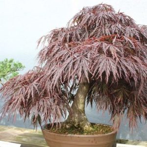 Acer palmatum 'Atropurpureum' - En bonsaï