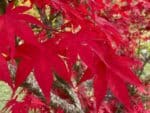 Graines d'Acer palmatum 'Atropurpureum' - Graines d'érable pourpre du Japon