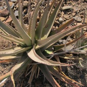 Aloe rigens - Vue générale