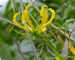 Gloriosa superba 'Lutea' - Détails d'une fleur