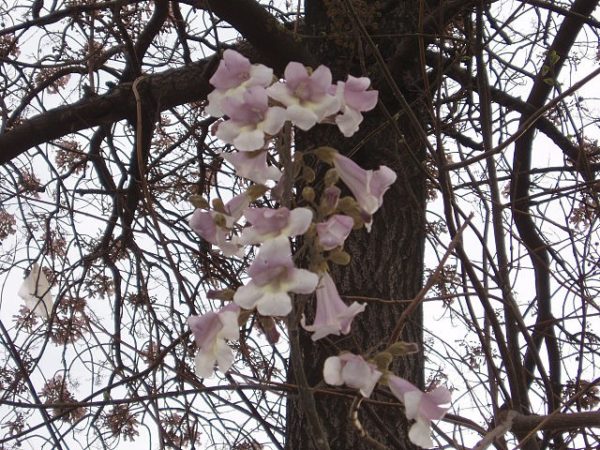 Paulownia fortunei - Floraison