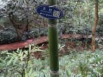 Graines de Phyllostachys pubescens, graines de Bambou moso