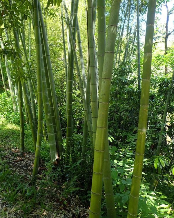 60 graines BAMBOU GEANT MOSO env Roi des Bambous Phyllostachys pubescens 