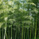 Graines de Phyllostachys pubescens, graines de Bambou moso