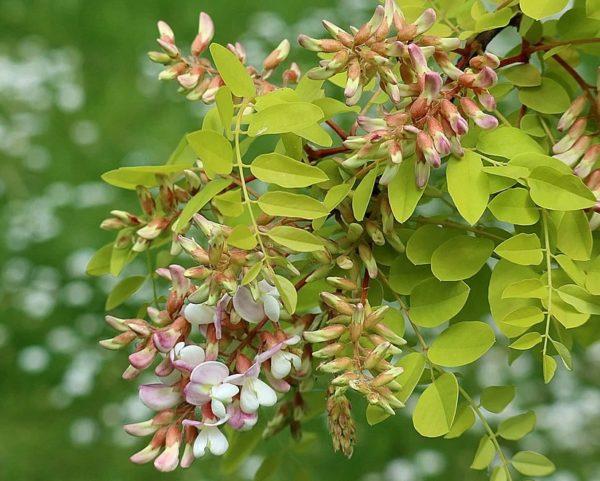 Robinia pseudoacacia - Floraison et feuillage