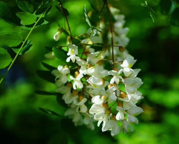 Robinia pseudoacacia - Inflorescence