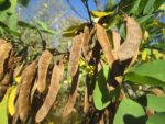 Robinia pseudoacacia - Infrutescence