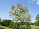 Inflorescence et feuillage de Robinia pseudoacacia, Vue générale d'un arbre de Robinier faux-acacia, plant de Robinia pseudoacacia,plant de Robinier faux-acacia